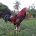 gamefowl conditioning feed|Conditioning the Gamecock for Battle By: Narragansett 1985.